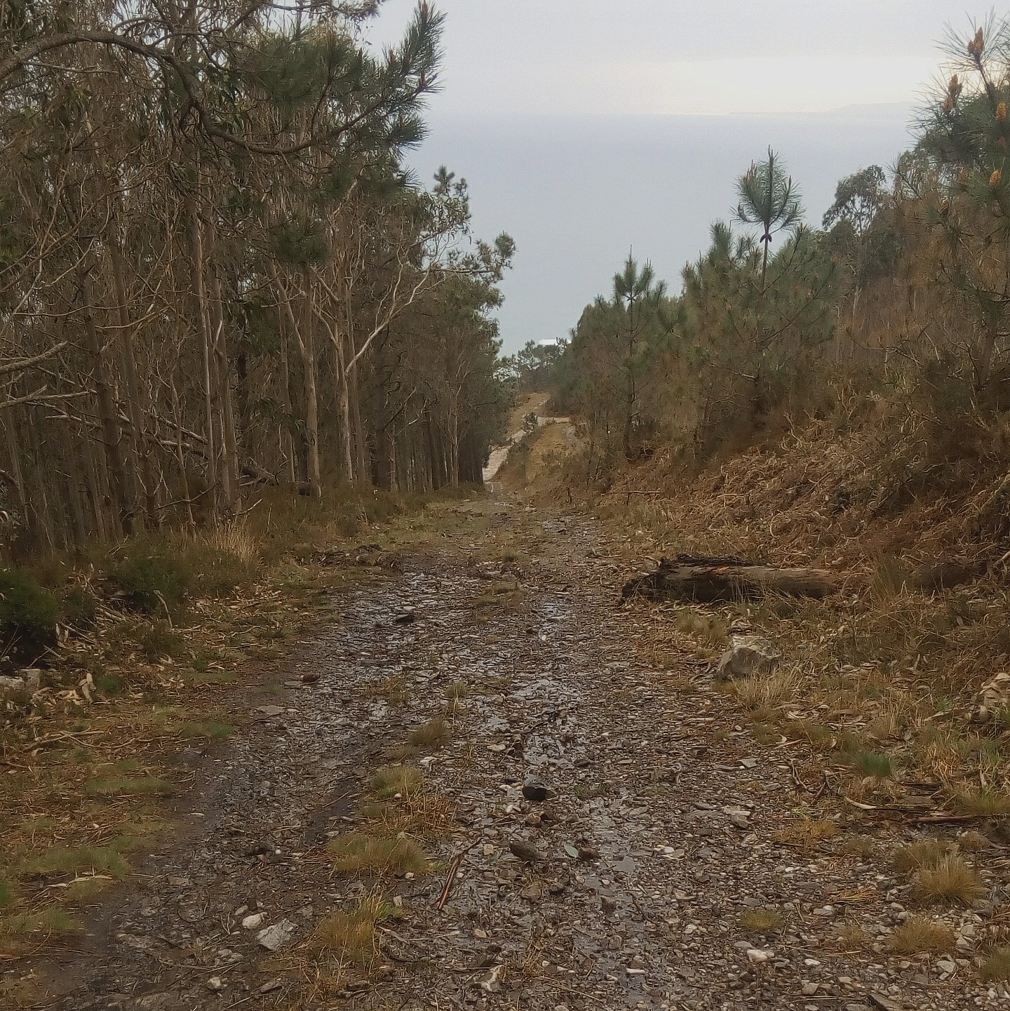 imaxe dun camiño de monte con pedra rota